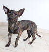 Nala D161858