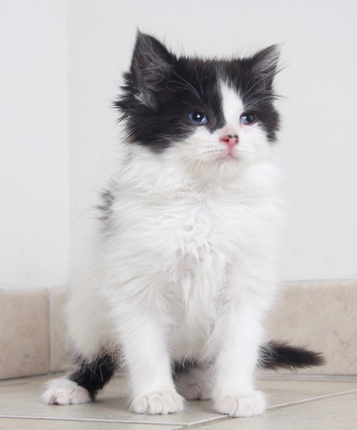 Nala C160409