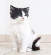 Nala C160409