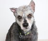 Balto (fka Raider) D170030