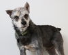 Balto (fka Raider) D170030