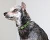 Balto (fka Raider) D170030