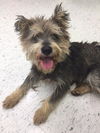 Balto (fka Raider) D170030