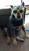 Balto (fka Raider) D170030