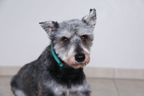 Balto (fka Raider) D170030