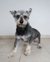 Balto (fka Raider) D170030