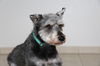 Balto (fka Raider) D170030