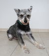 Balto (fka Raider) D170030
