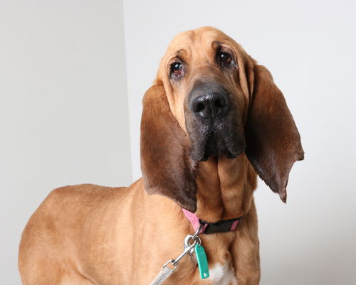 Daisy D170189
