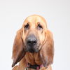 Daisy D170189