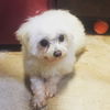 Daffy D170360