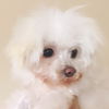 Daffy D170360
