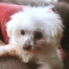 Daffy D170360