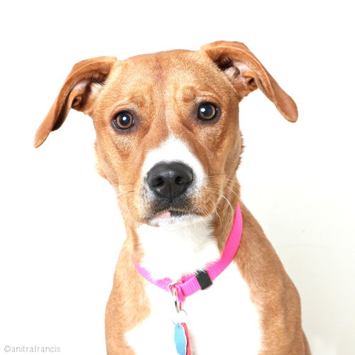 Daisy D170378