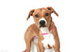 Daisy D170378