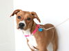 Daisy D170378