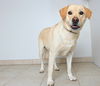 Nalla Bear D170597