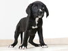 Daisy D170604