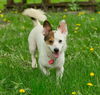 Callie Co D170879
