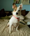 Callie Co D170879