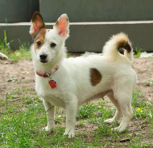 Callie Co D170879