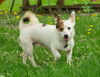 Callie Co D170879