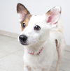 Callie Co D170879