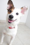 Callie Co D170879