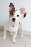 Callie Co D170879