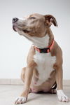 Nala D170970