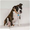Abbott D171201