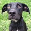 Dahlia D171379