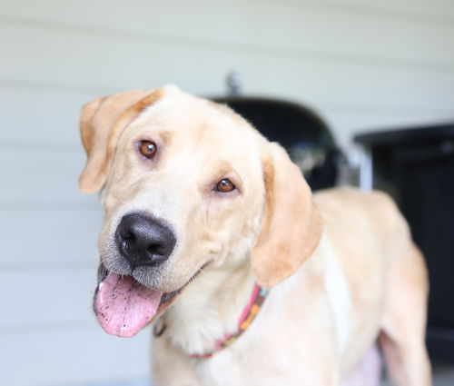 Nala D171419