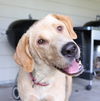 Nala D171419