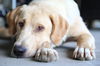 Nala D171419