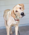 Nala D171419