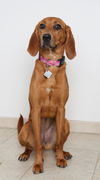 Bailey D171563