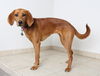 Bailey D171563