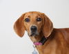 Bailey D171563
