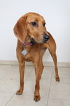 Bailey D171563