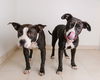 Valencia *Bonded w Mercury* D171785