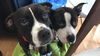 Valencia *Bonded w Mercury* D171785