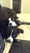 Valencia *Bonded w Mercury* D171785