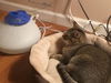 Rabbit C170404