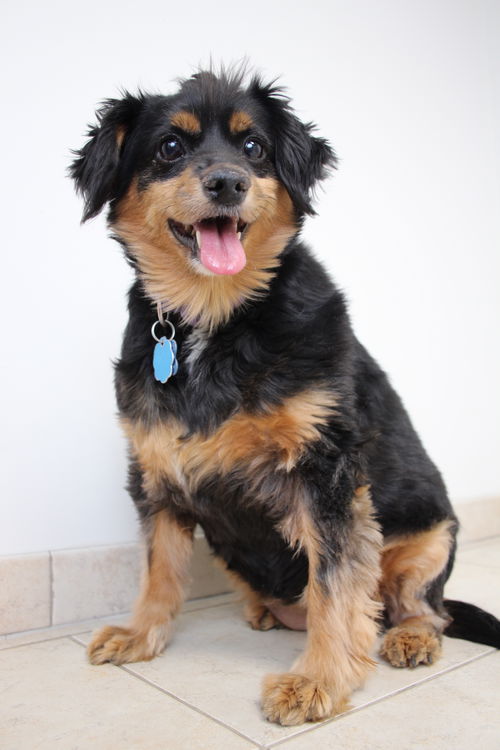 Zena (and Griz) D172007 *Bonded Pair*
