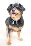 Zena (and Griz) D172007 *Bonded Pair*
