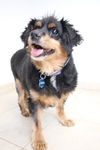 Zena (and Griz) D172007 *Bonded Pair*