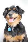 Zena (and Griz) D172007 *Bonded Pair*