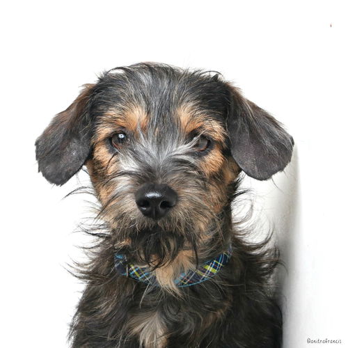 Bacca D172233