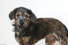 Bacca D172233